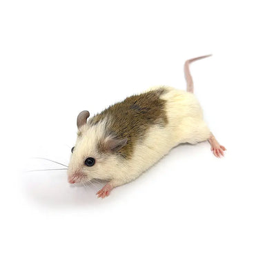 Jumbo ASF Rats (10 Count) PREYDIRECT.COM