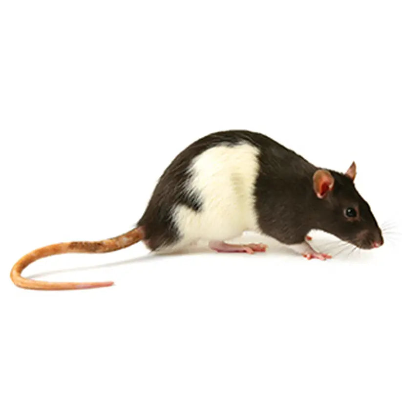 Extra-Large Rats (3 Per Bag) PREYDIRECT.COM