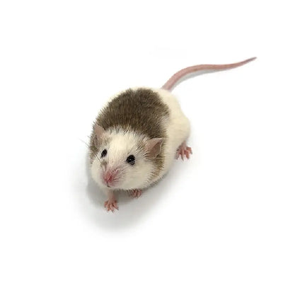 Large ASF Rats (10 Count) PREYDIRECT.COM