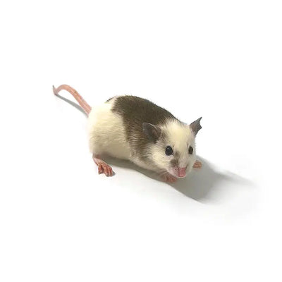 Medium ASF Rats (10 Count) PREYDIRECT.COM