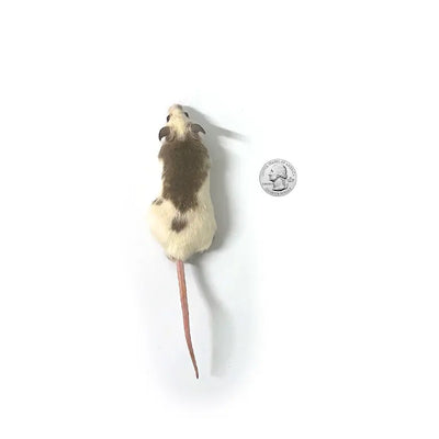 Medium ASF Rats (10 Count) PREYDIRECT.COM