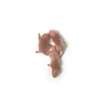 Pinky ASF Rats (25 Count) PREYDIRECT.COM