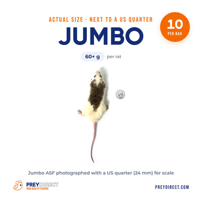 Jumbo African Soft Fur Rats (10 Count)
