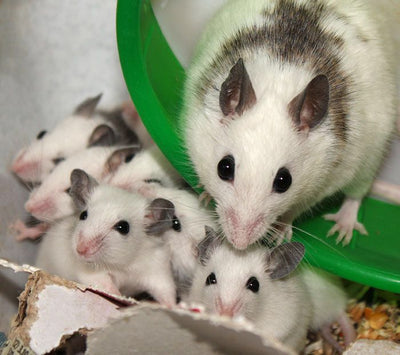 Group of African soft fur rats huddled in a nest.