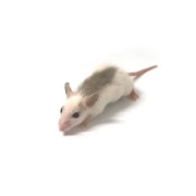 Premium Frozen African Soft Furred Rats for Ball Pythons - PreyDirect