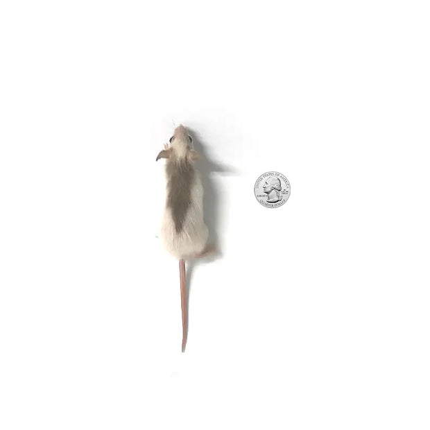Froshis Rats Premium Frozen African Soft Furred Rats for Ball Pythons - PreyDirect