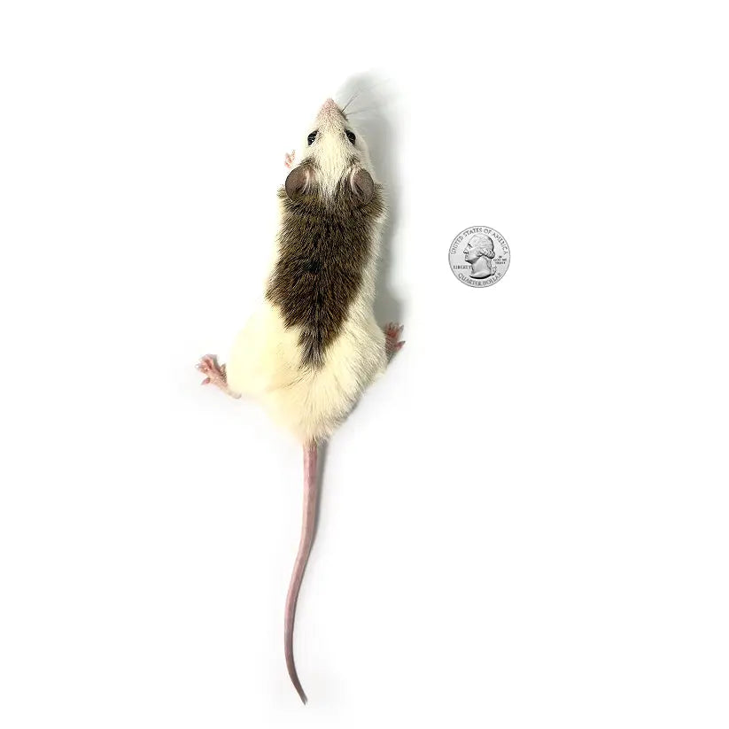 Froshis Rats Premium Frozen African Soft Furred Rats for Ball Pythons - PreyDirect