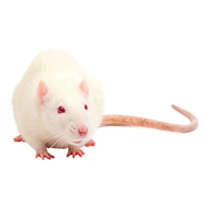 Large Feeder Rats (5 Per Bag) - Frozen Large Rats | PreyDirect