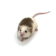 Premium Frozen African Soft Furred Rats for Ball Pythons - PreyDirect