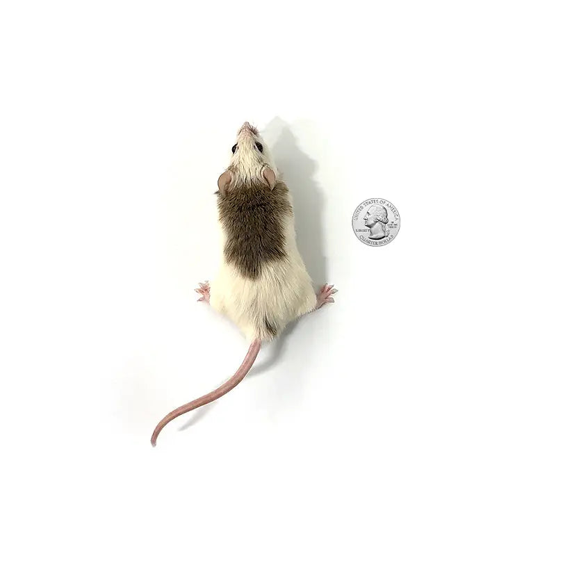 Fromsoft Rat Premium Frozen African Soft Furred Rats for Ball Pythons - PreyDirect