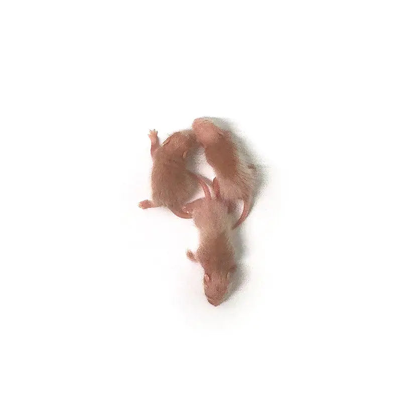Pinky Feeder African Soft Fur Rats (25 Per Bag) - Frozen | PreyDirect