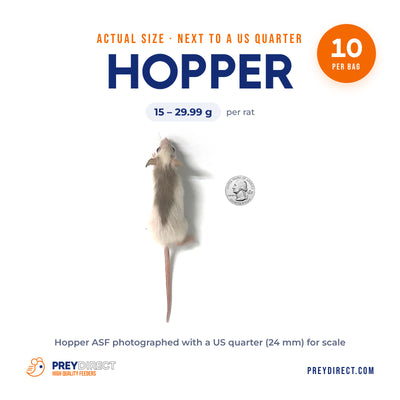 Hopper African Soft Fur Rats (10 Count)
