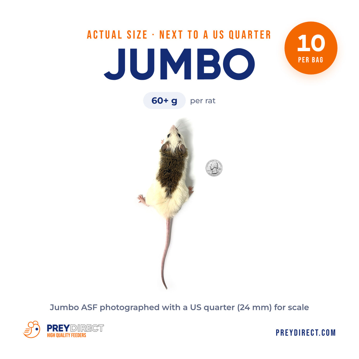 Jumbo African Soft Fur Rats (10 Count)