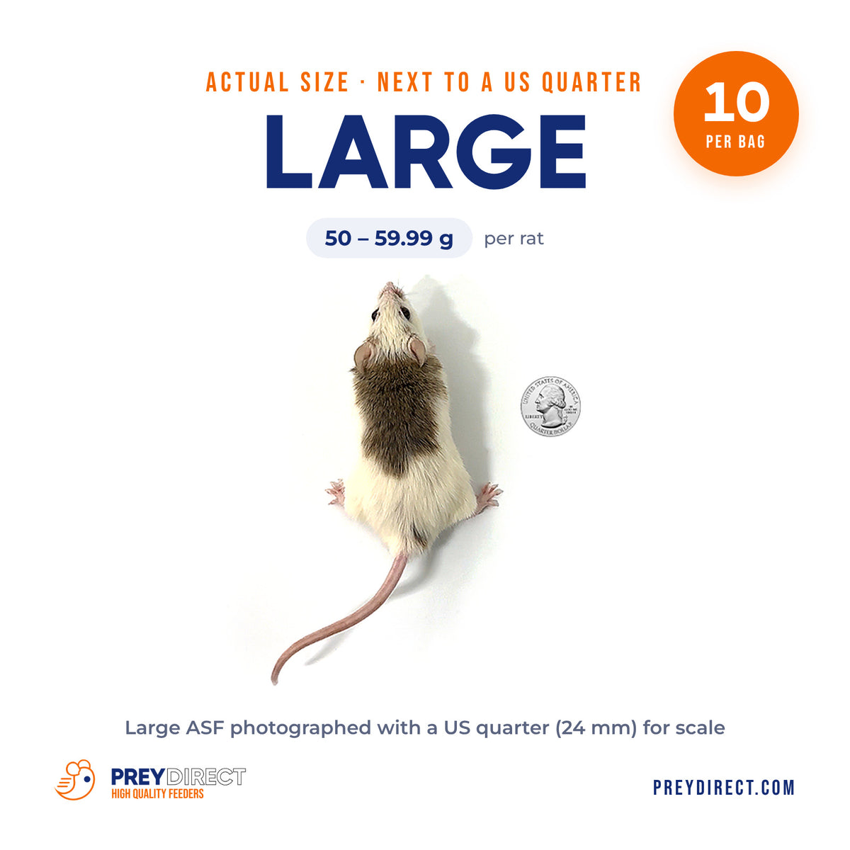 Large African Soft Fur Rats (10 Count)