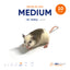 Medium African Soft Fur Rats (10 Count)