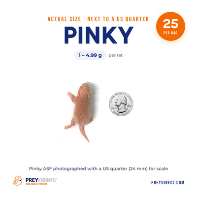 Pinky African Soft Fur Rats (25 Count)