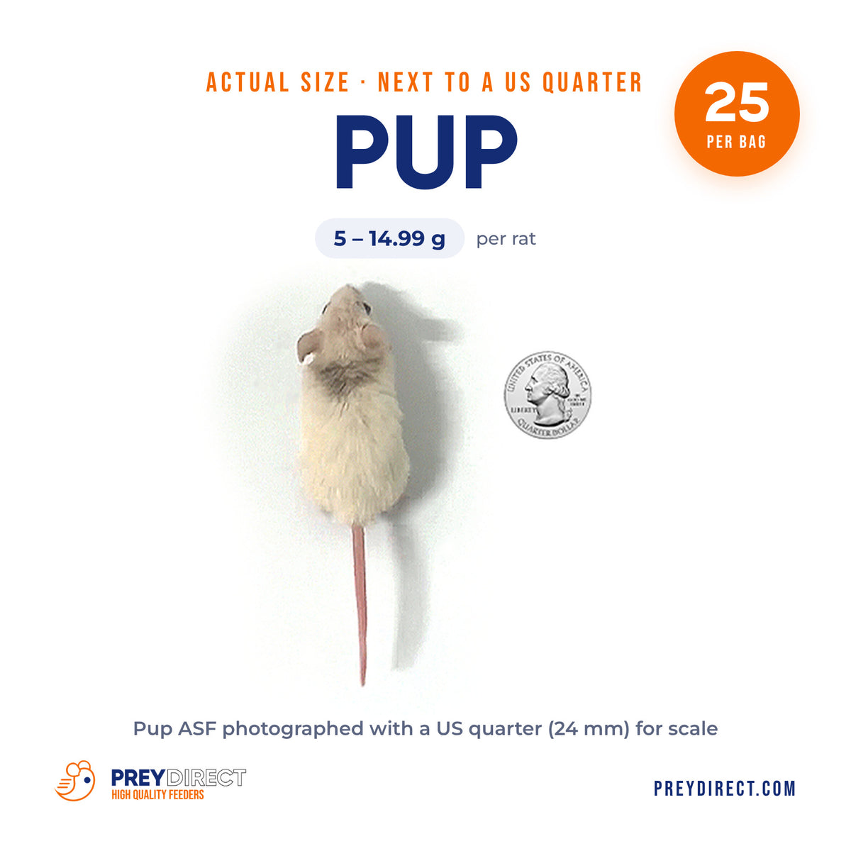 Pup African Soft Fur Rats (25 Count)