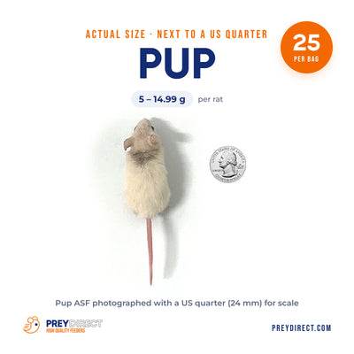 Pup African Soft Fur Rats (25 Count)