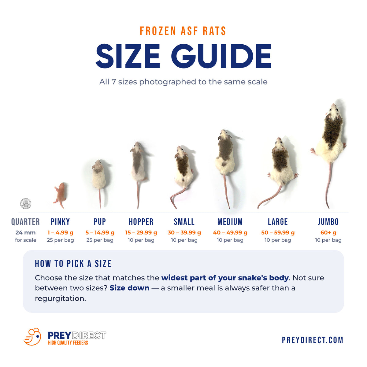 Jumbo African Soft Fur Rats (10 Count)