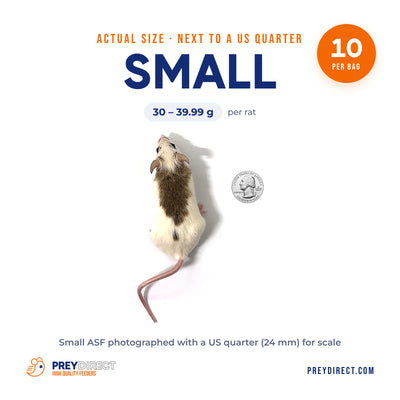 Small African Soft Fur Rats (10 Count)