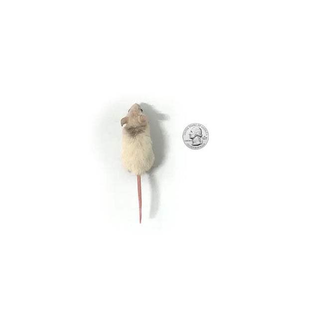 Premium Frozen African Soft Furred Rats for Ball Pythons - PreyDirect