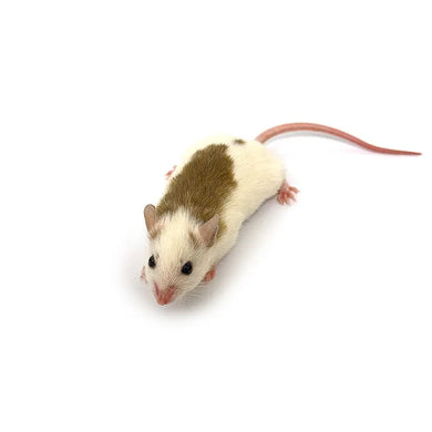 Premium Frozen African Soft Furred Rats for Ball Pythons - PreyDirect
