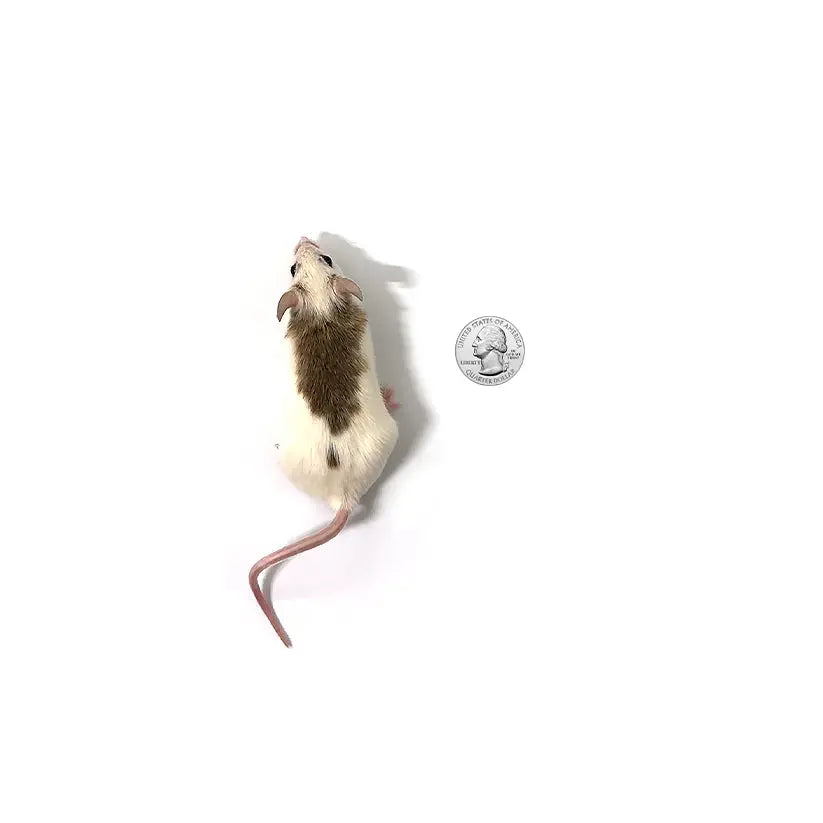Fromsoft Rat Premium Frozen African Soft Furred Rats for Ball Pythons - PreyDirect
