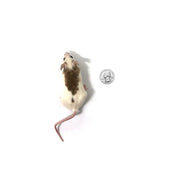 Froshis Rats Premium Frozen African Soft Furred Rats for Ball Pythons - PreyDirect